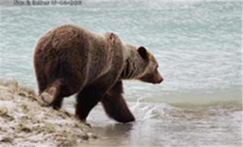 Bear Corner Adventures Bed & Bale Hotel Golden Eksteriør billede
