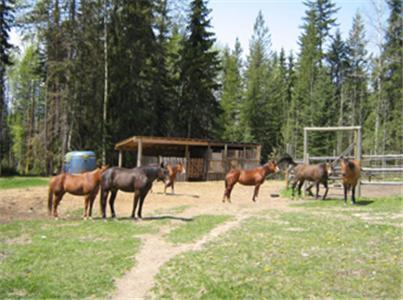 Bear Corner Adventures Bed & Bale Hotel Golden Eksteriør billede